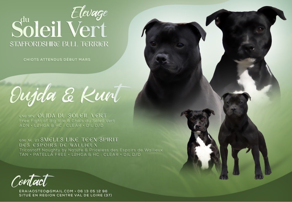 Du Soleil Vert - Chiot disponible  - Staffordshire Bull Terrier
