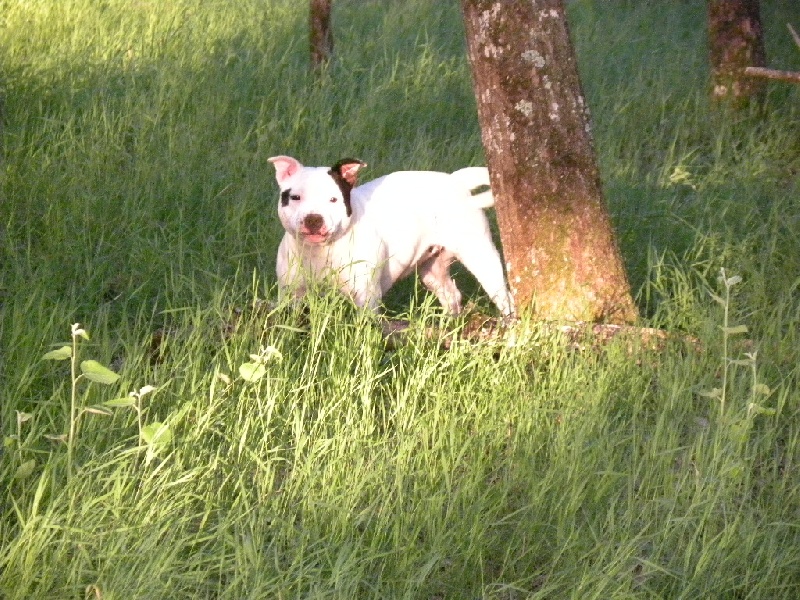 Ghaïs Du Soleil Vert