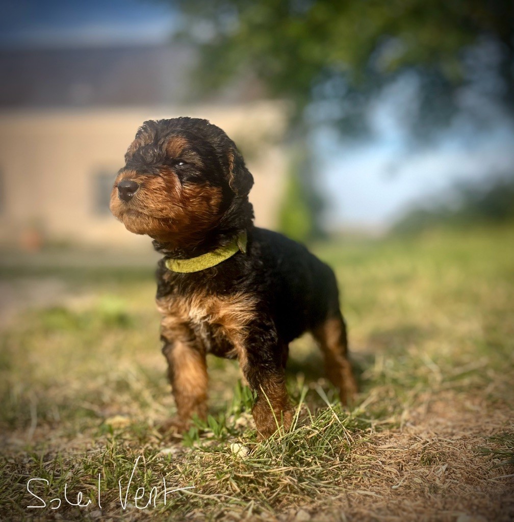 Du Soleil Vert - Chiot disponible  - Airedale Terrier