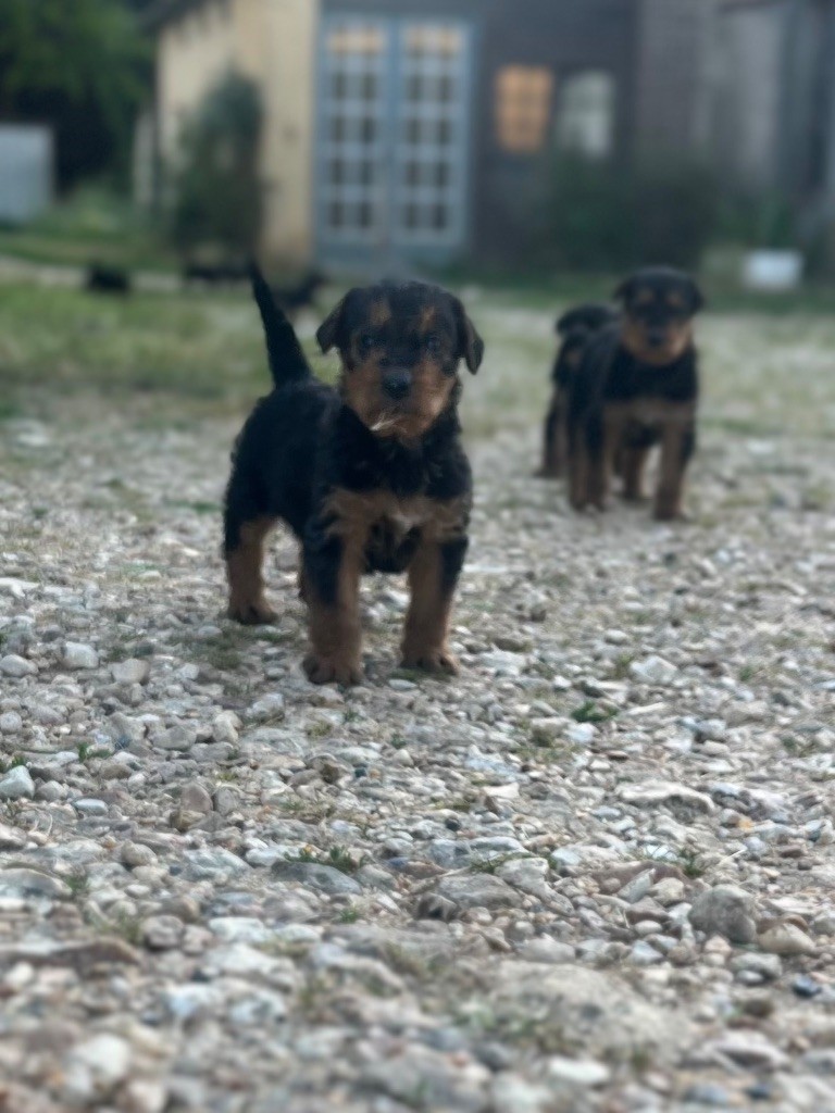 Du Soleil Vert - Chiot disponible  - Airedale Terrier