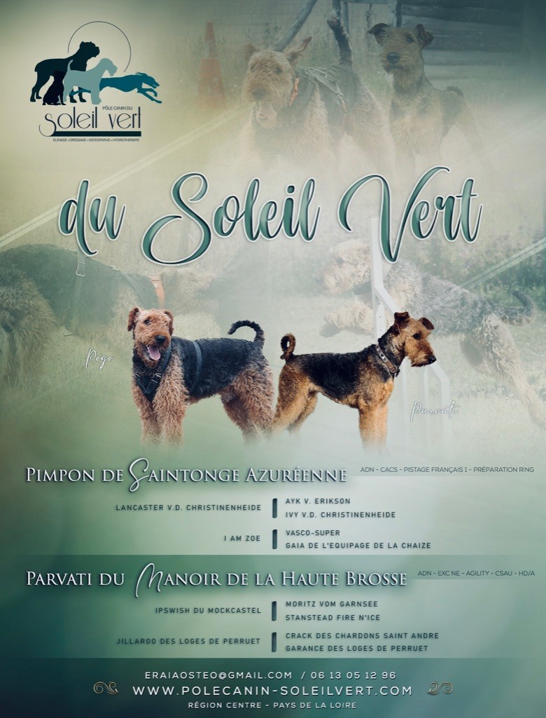 chiot Airedale Terrier Du Soleil Vert