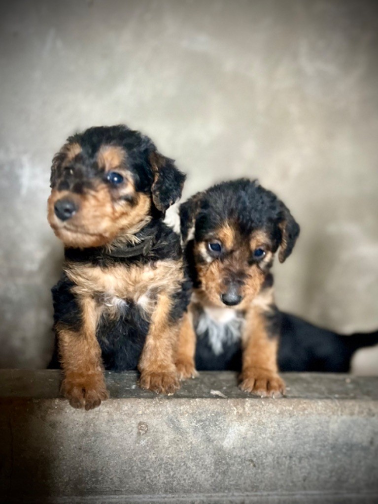 Du Soleil Vert - Chiot disponible  - Airedale Terrier