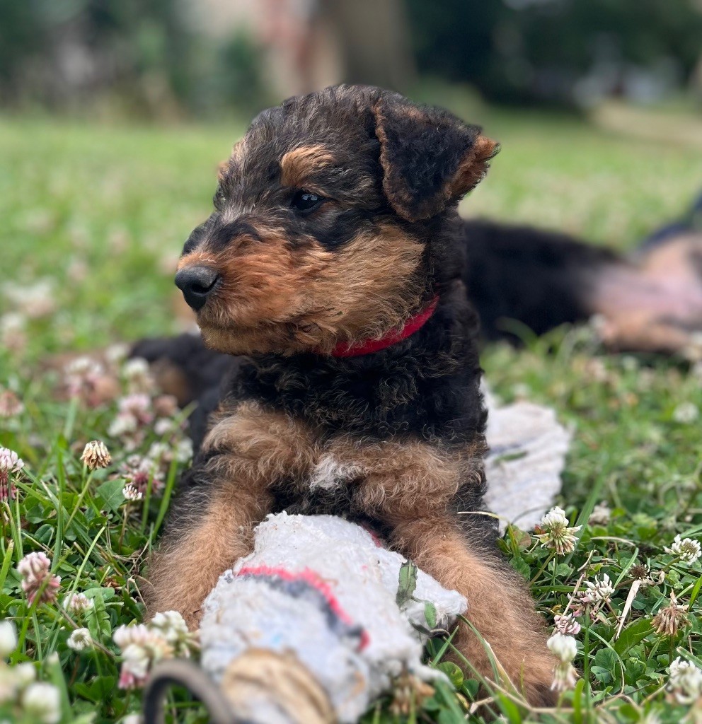 Du Soleil Vert - Chiot disponible  - Airedale Terrier