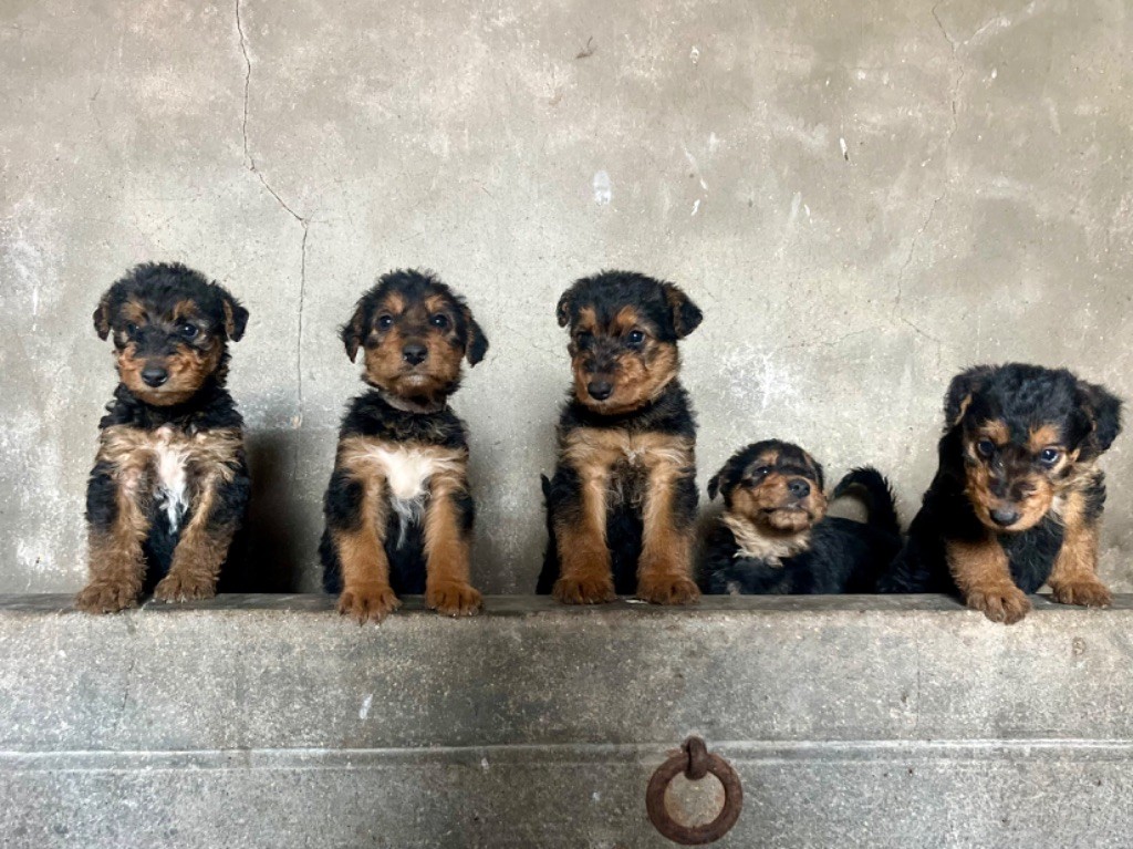 chiot Airedale Terrier Du Soleil Vert