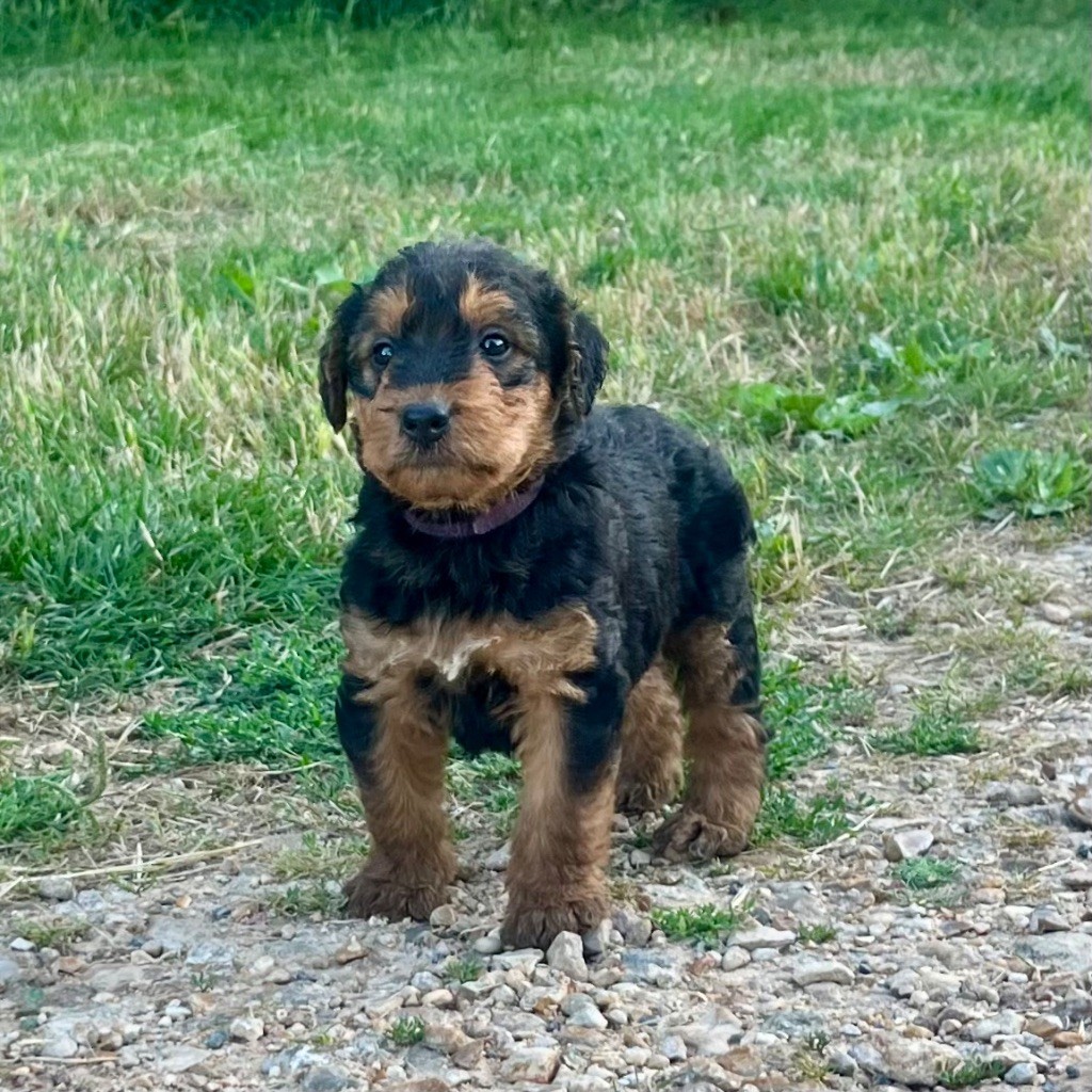 Du Soleil Vert - Chiot disponible  - Airedale Terrier