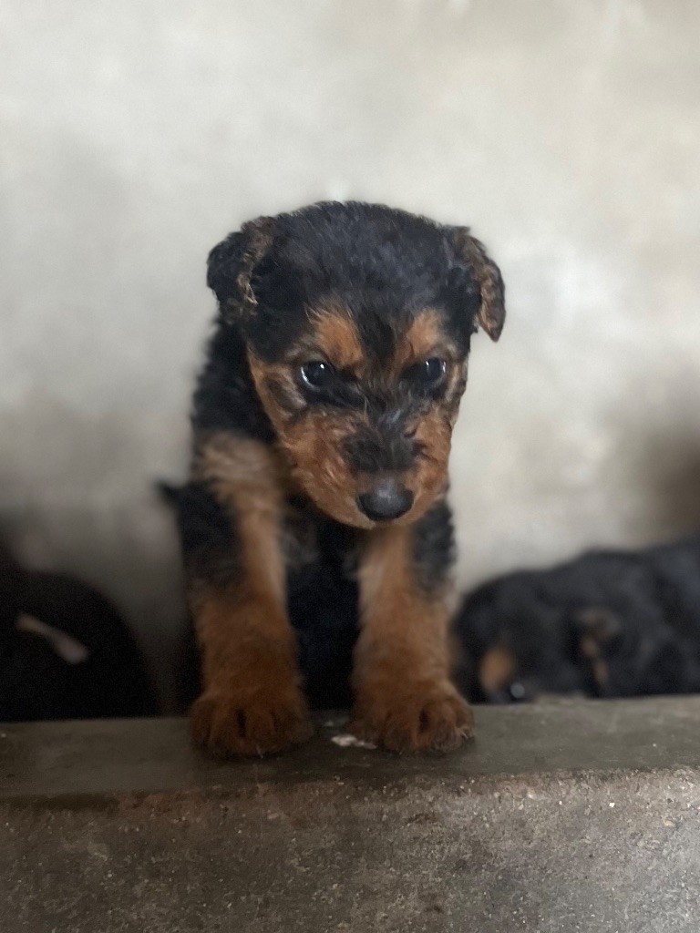 Du Soleil Vert - Chiot disponible  - Airedale Terrier