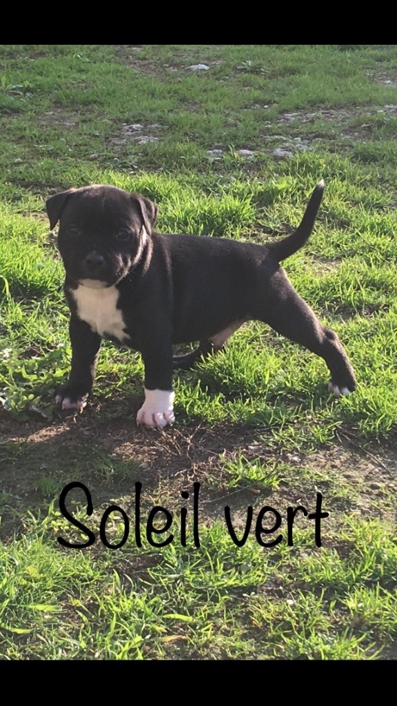 Du Soleil Vert - Staffordshire Bull Terrier - Portée née le 16/10/2017