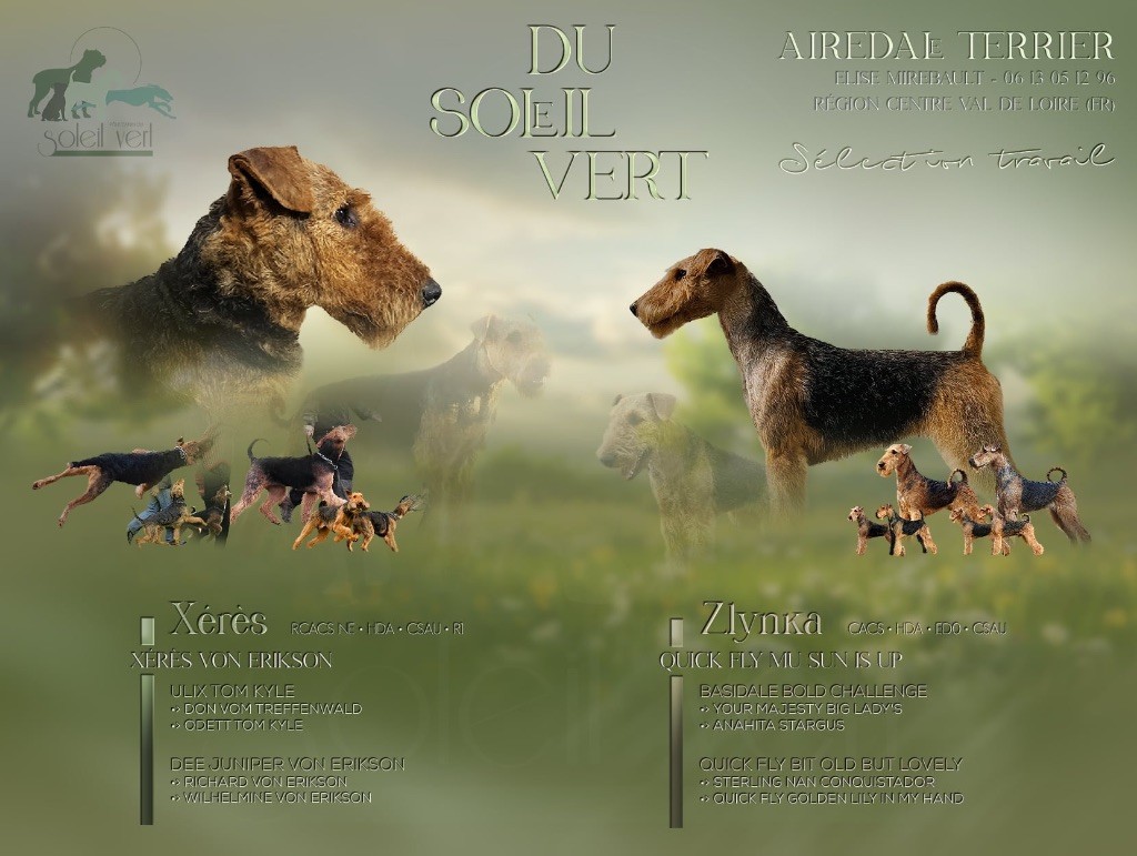 chiot Airedale Terrier Du Soleil Vert