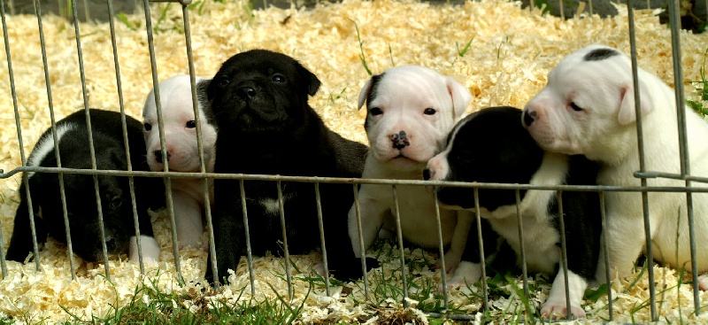 Du Soleil Vert - Staffordshire Bull Terrier - Portée née le 23/05/2011