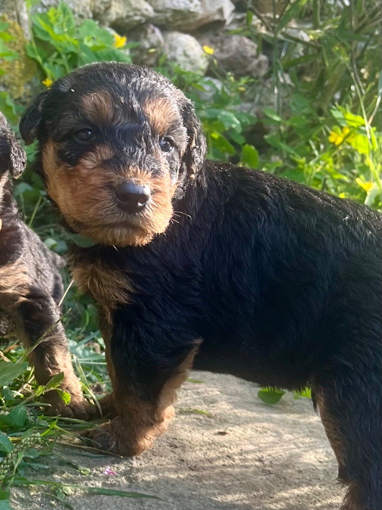 Du Soleil Vert - Chiot disponible  - Airedale Terrier