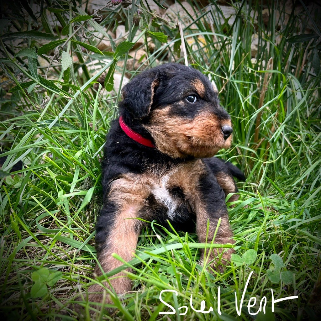 Du Soleil Vert - Chiot disponible  - Airedale Terrier