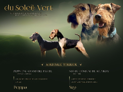 Du Soleil Vert - Airedale Terrier - Portée née le 28/08/2023