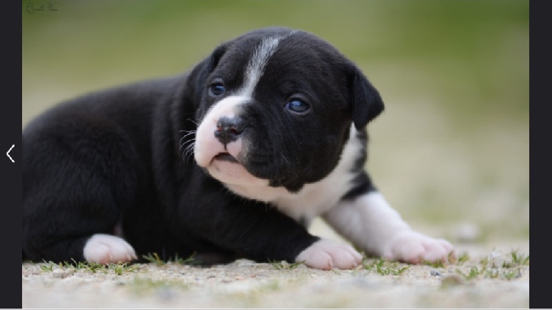 Du Soleil Vert - Staffordshire Bull Terrier - Portée née le 31/03/2016