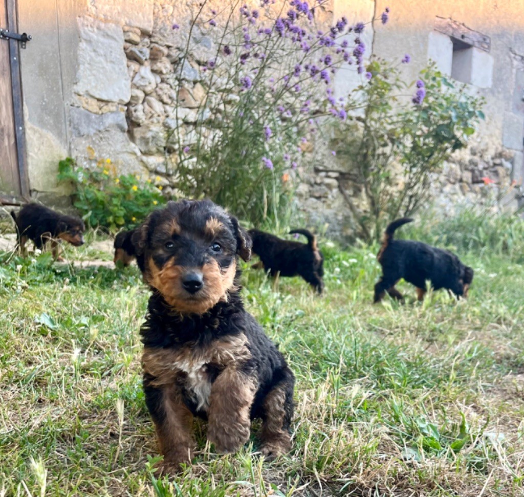 Du Soleil Vert - Chiot disponible  - Airedale Terrier