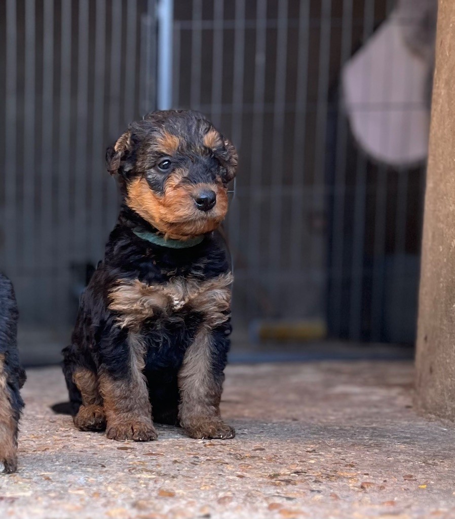 Du Soleil Vert - Chiot disponible  - Airedale Terrier