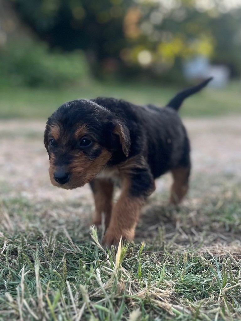 Du Soleil Vert - Chiot disponible  - Airedale Terrier