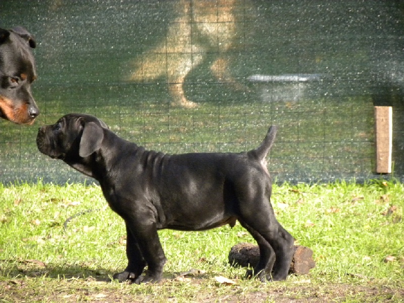 Du Soleil Vert - Cane Corso - Portée née le 07/09/2012