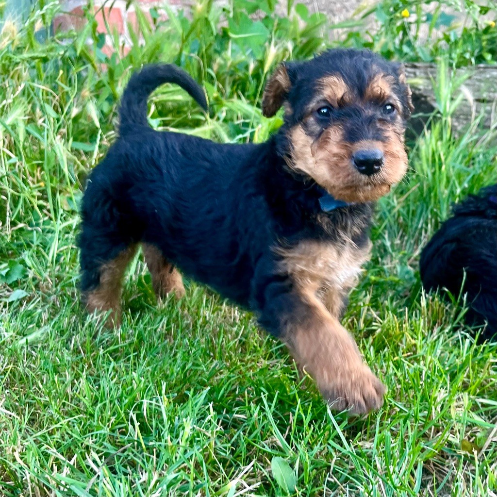 Du Soleil Vert - Chiot disponible  - Airedale Terrier