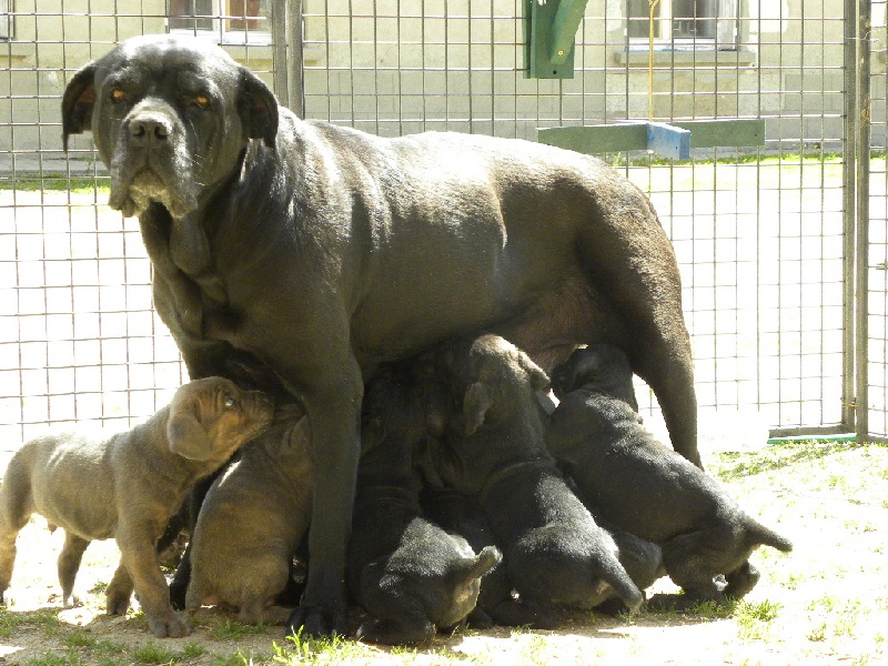 Du Soleil Vert - Cane Corso - Portée née le 25/03/2014