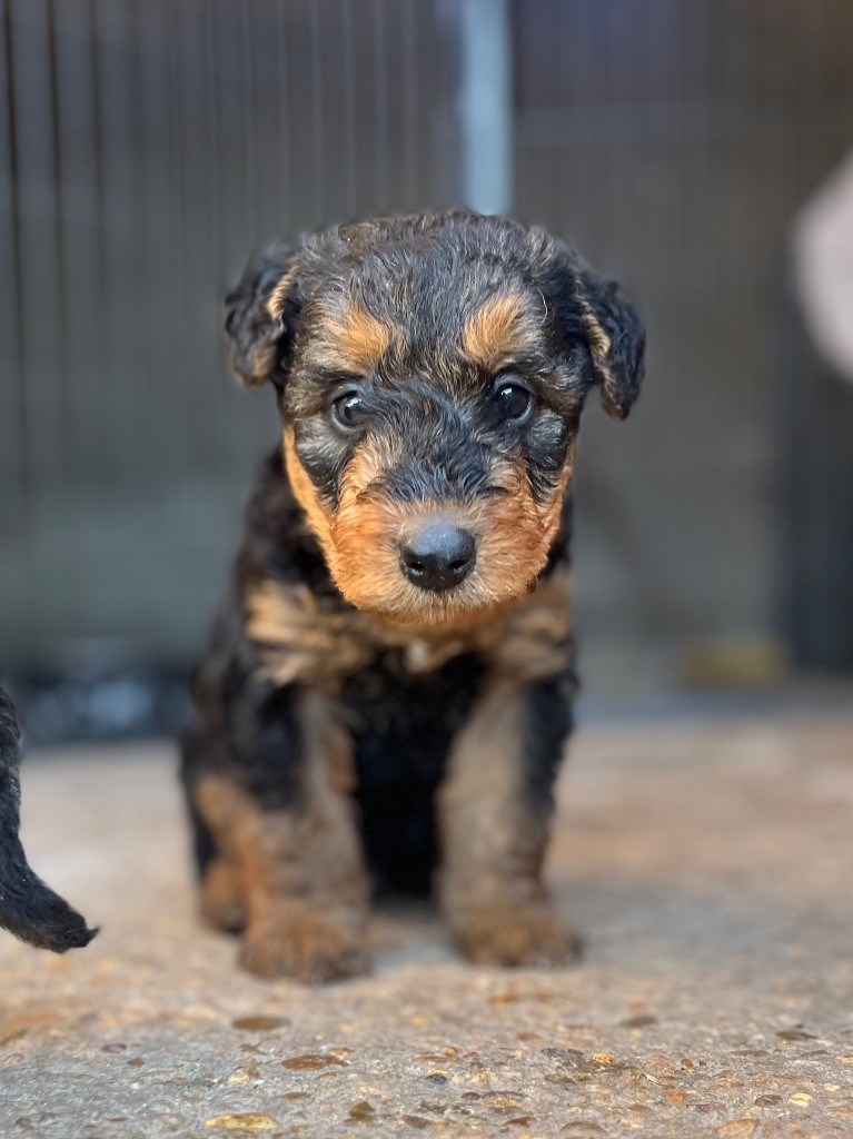 Du Soleil Vert - Chiot disponible  - Airedale Terrier