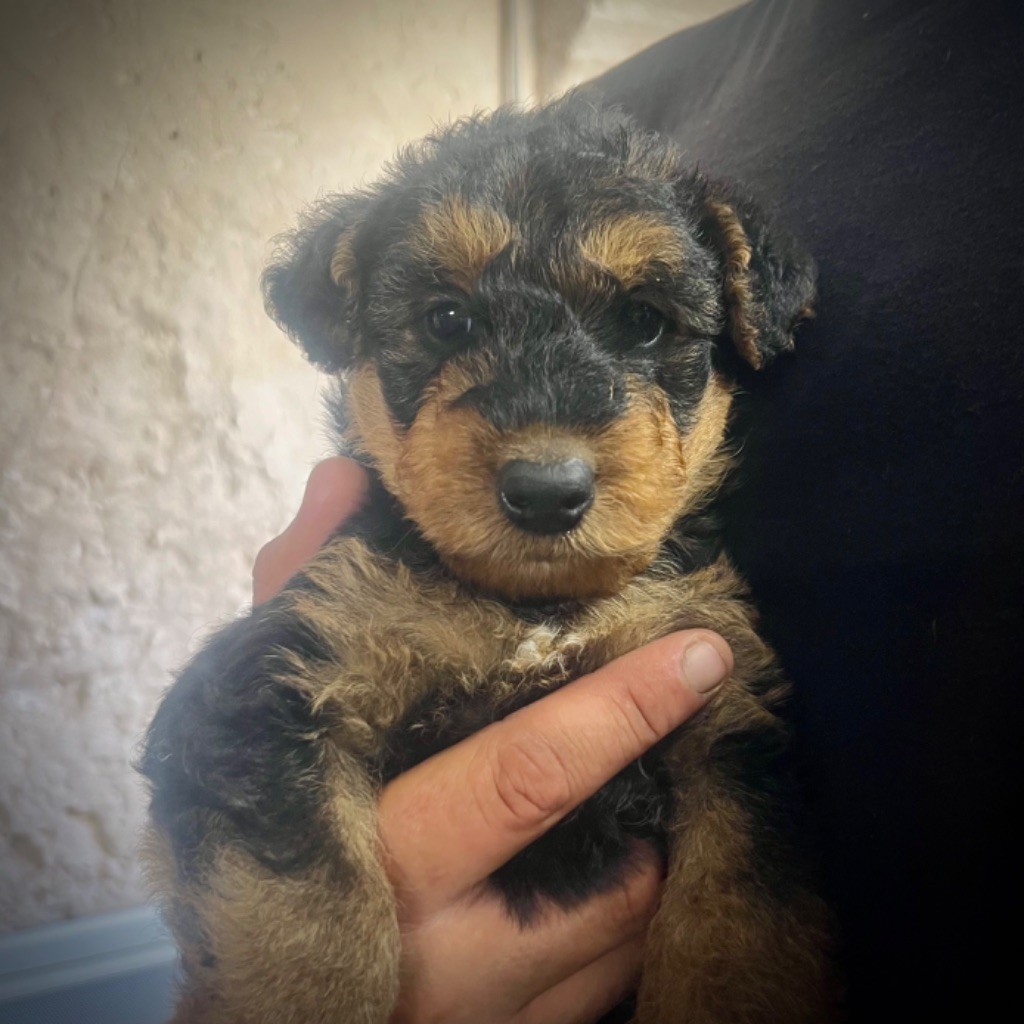 Du Soleil Vert - Chiot disponible  - Airedale Terrier