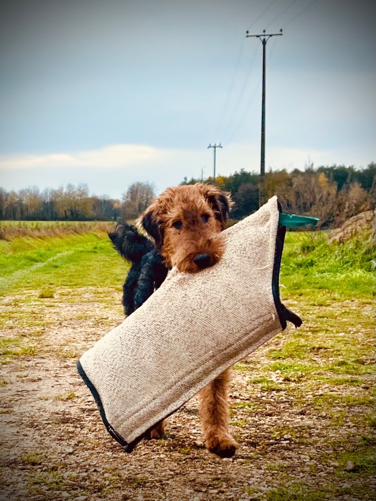 Applepie Du Soleil Vert