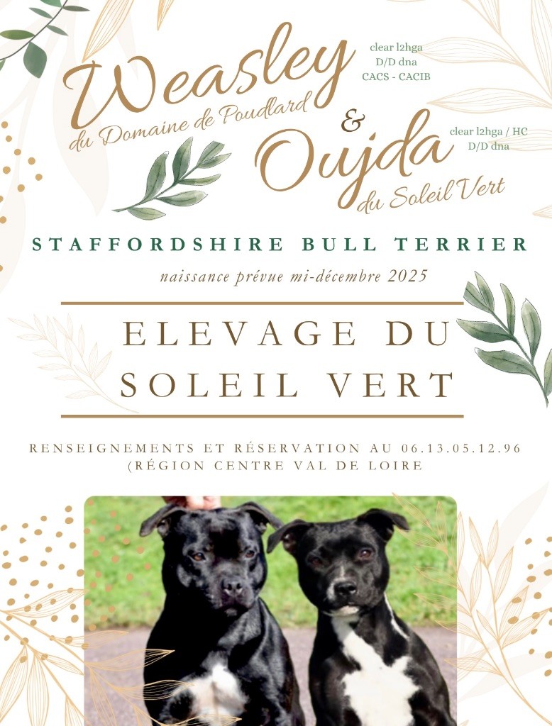 Les chiots de Wesley et Oujda sont nés le 21 décembre 2025