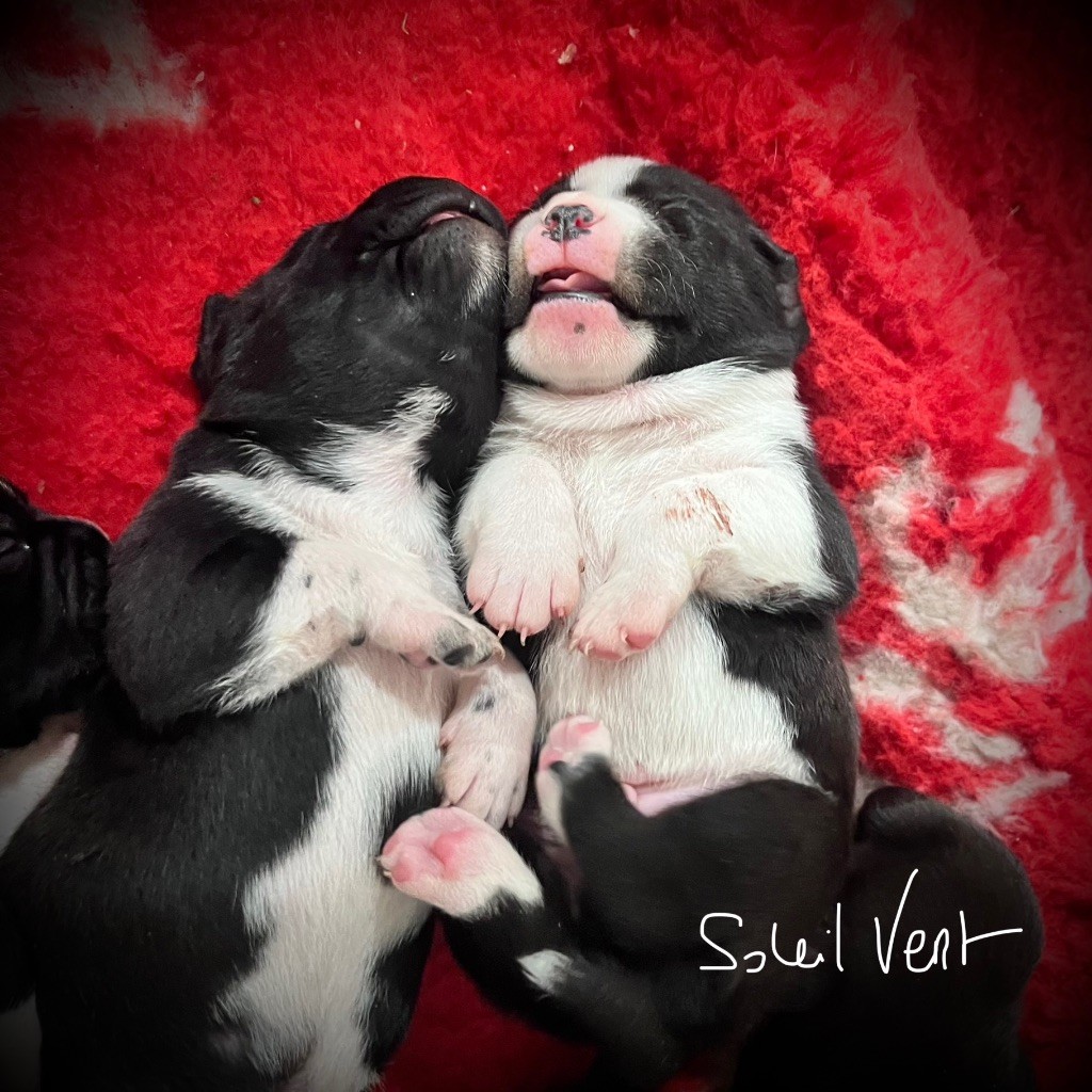 Venez rencontrer nos adorables chiots