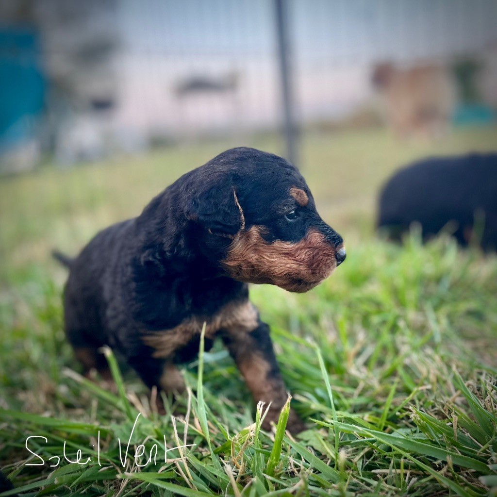Du Soleil Vert - Chiots disponibles - Airedale Terrier