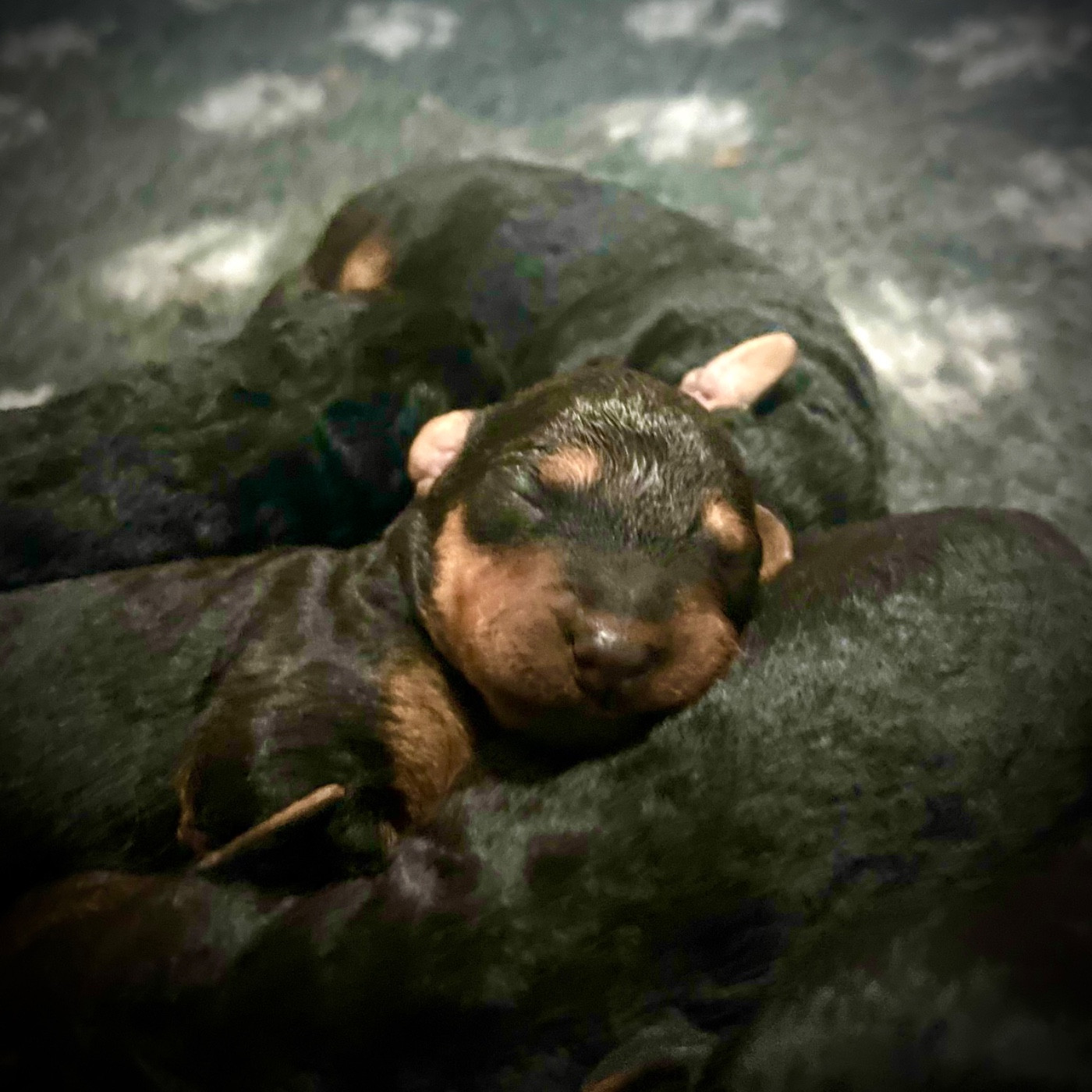 Du Soleil Vert - Chiots disponibles - Airedale Terrier