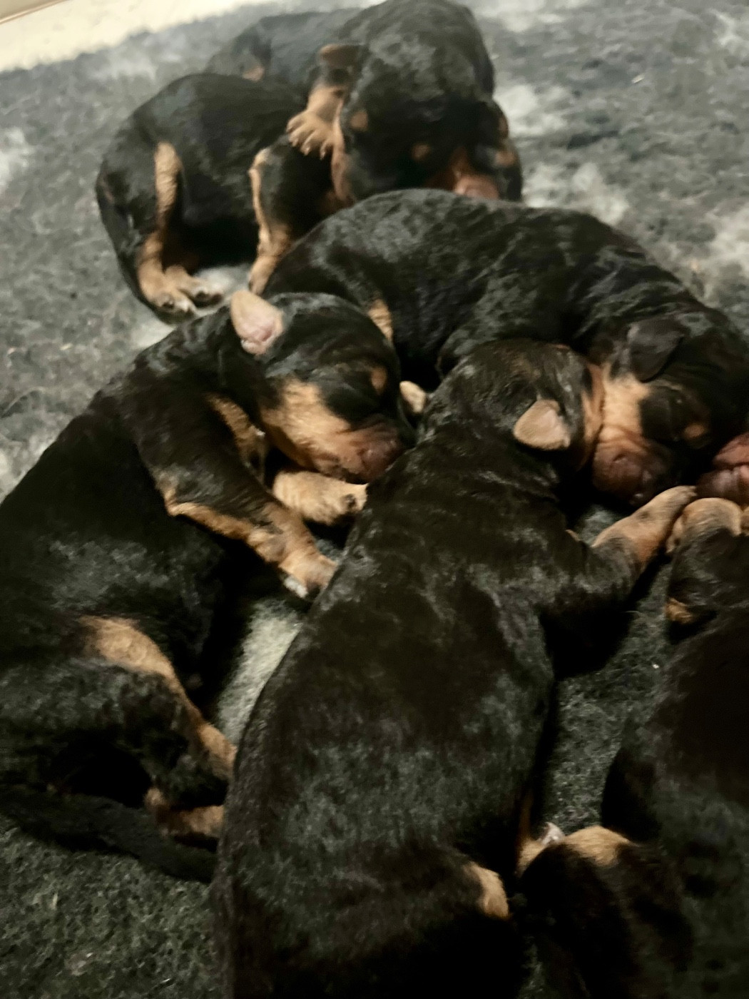 Du Soleil Vert - Chiots disponibles - Airedale Terrier