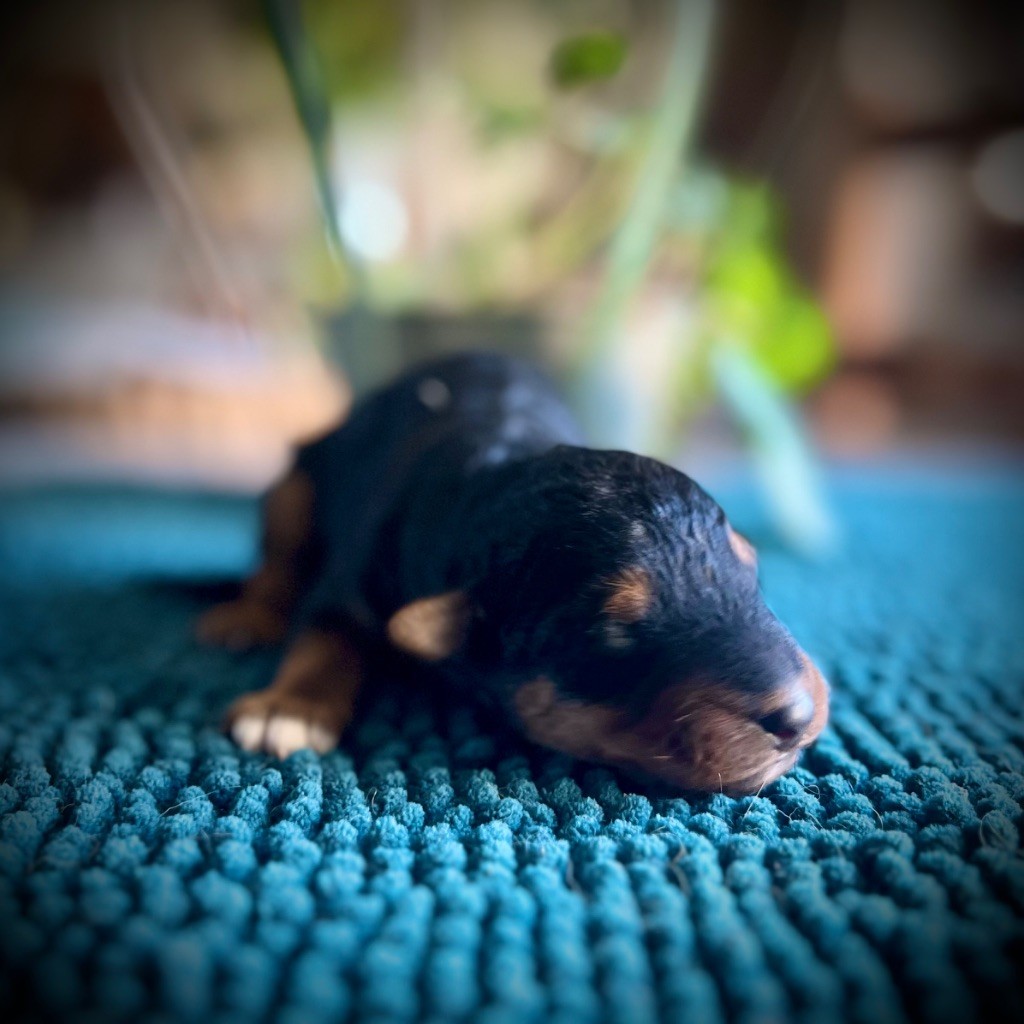 Du Soleil Vert - Chiots disponibles - Airedale Terrier