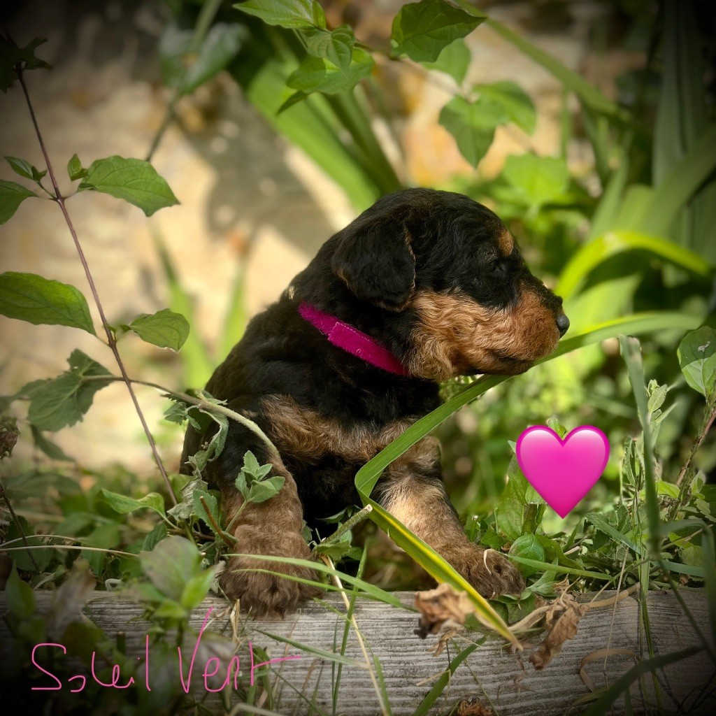 Du Soleil Vert - Chiots disponibles - Airedale Terrier