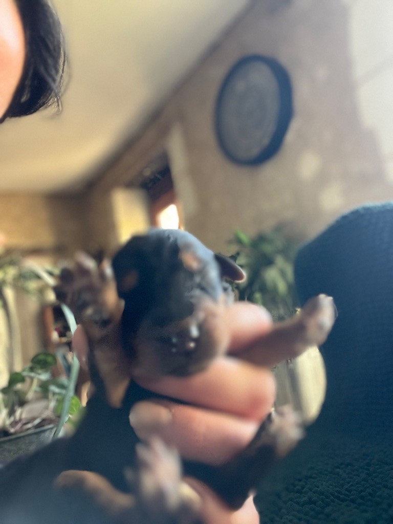 Du Soleil Vert - Chiots disponibles - Airedale Terrier