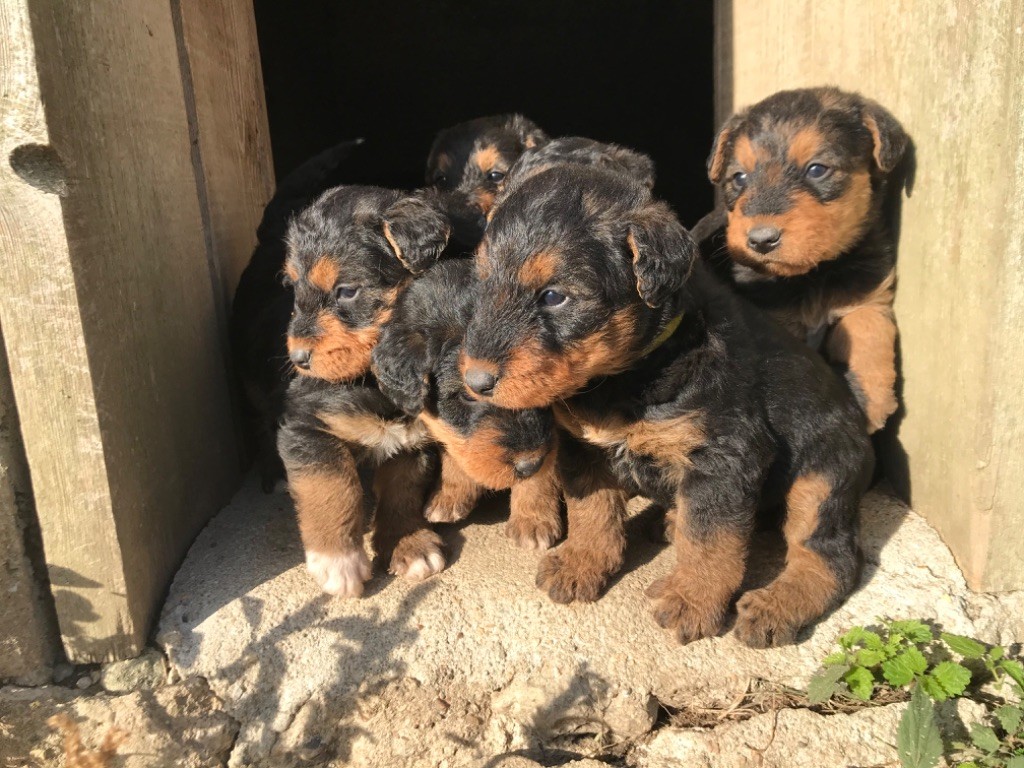 Chiot Airedale Terrier Du Soleil Vert