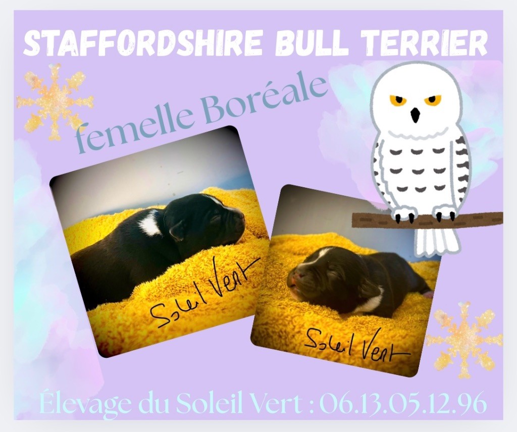 Du Soleil Vert - Chiots disponibles - Staffordshire Bull Terrier