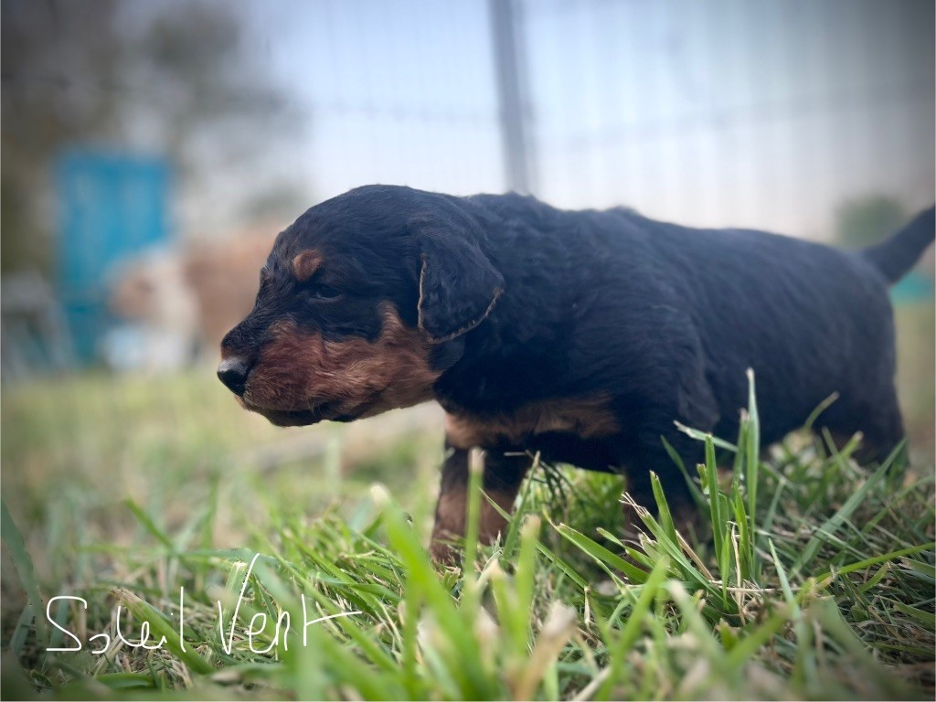 Du Soleil Vert - Chiots disponibles - Airedale Terrier