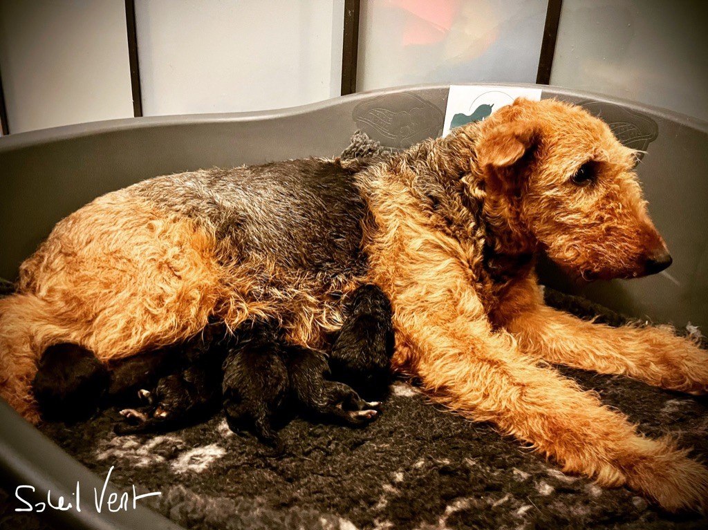 Chiot Airedale Terrier Du Soleil Vert