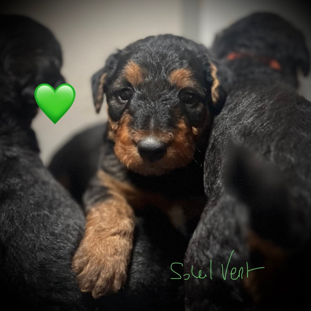 Du Soleil Vert - Chiots disponibles - Airedale Terrier