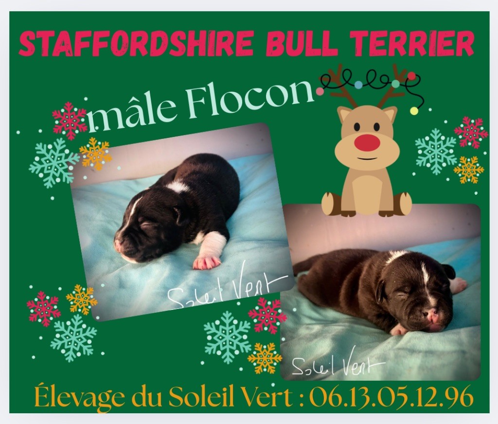 Du Soleil Vert - Chiots disponibles - Staffordshire Bull Terrier