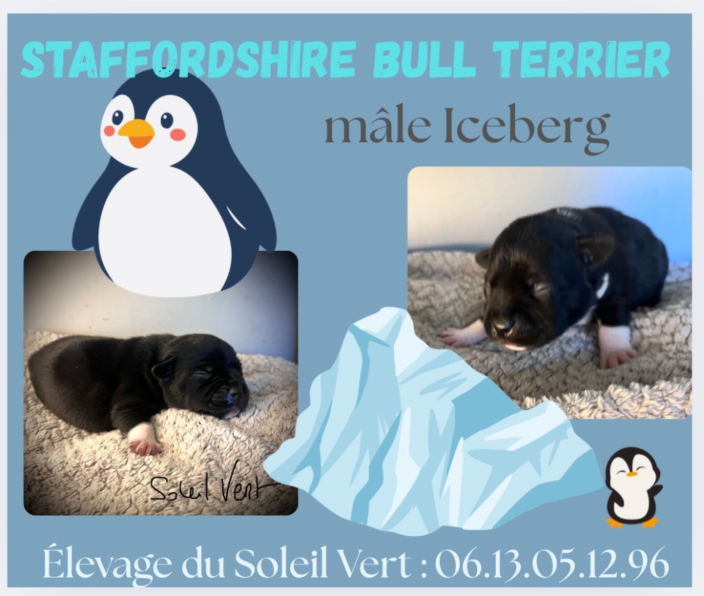 Du Soleil Vert - Chiots disponibles - Staffordshire Bull Terrier
