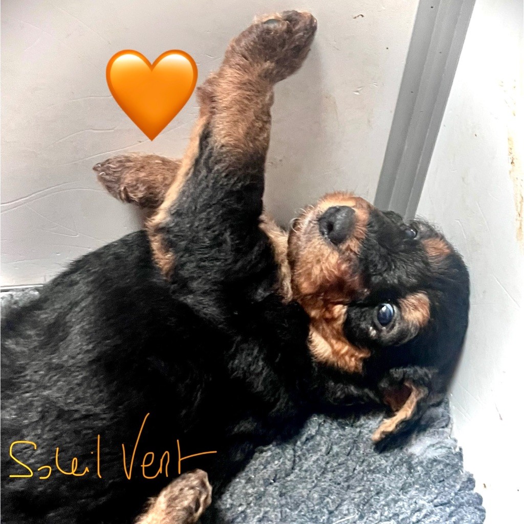 Du Soleil Vert - Chiots disponibles - Airedale Terrier