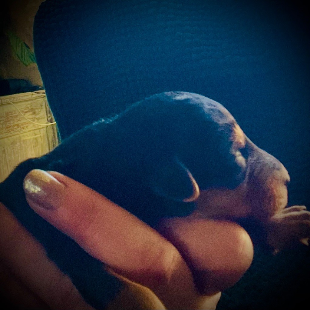 Du Soleil Vert - Chiots disponibles - Airedale Terrier