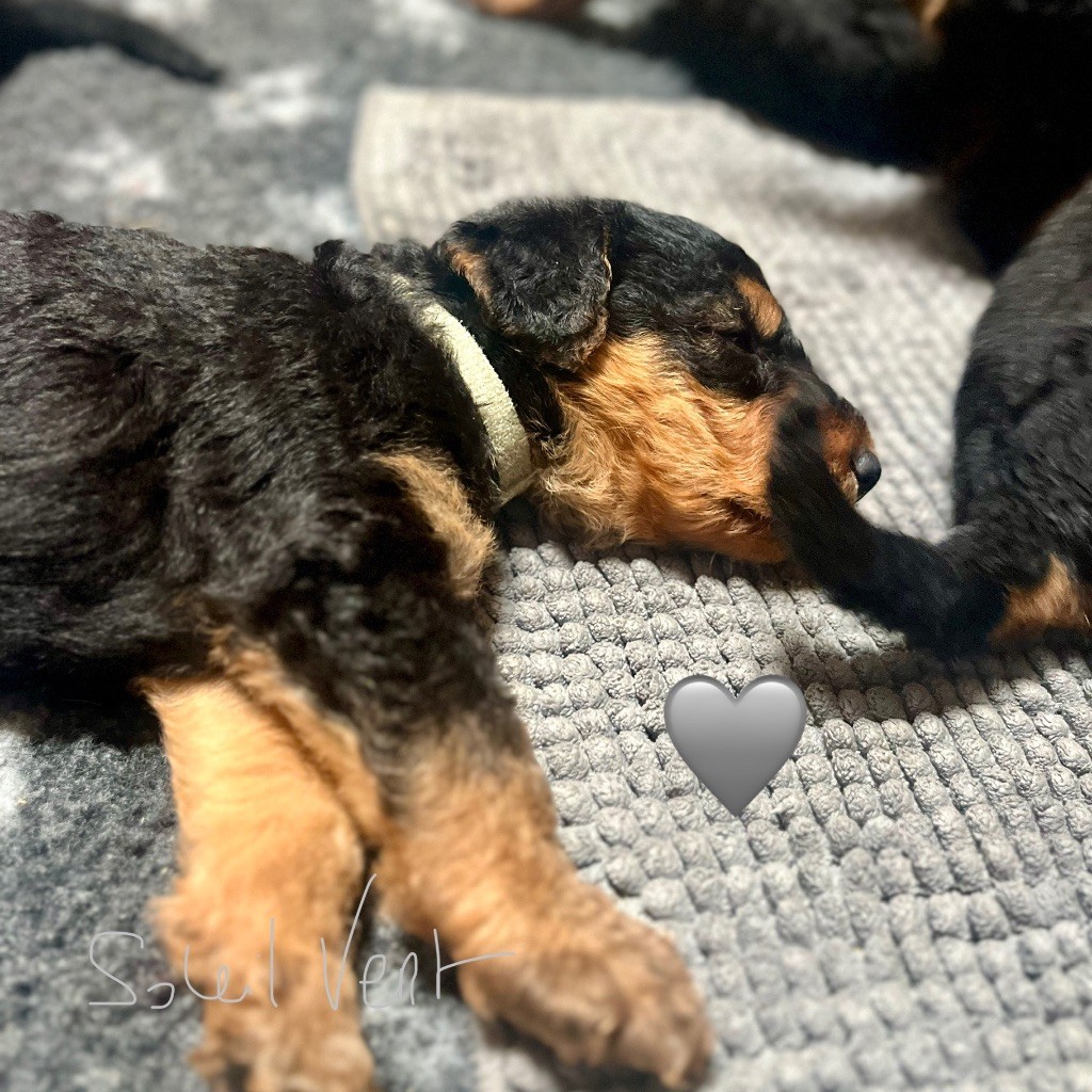 Du Soleil Vert - Chiots disponibles - Airedale Terrier