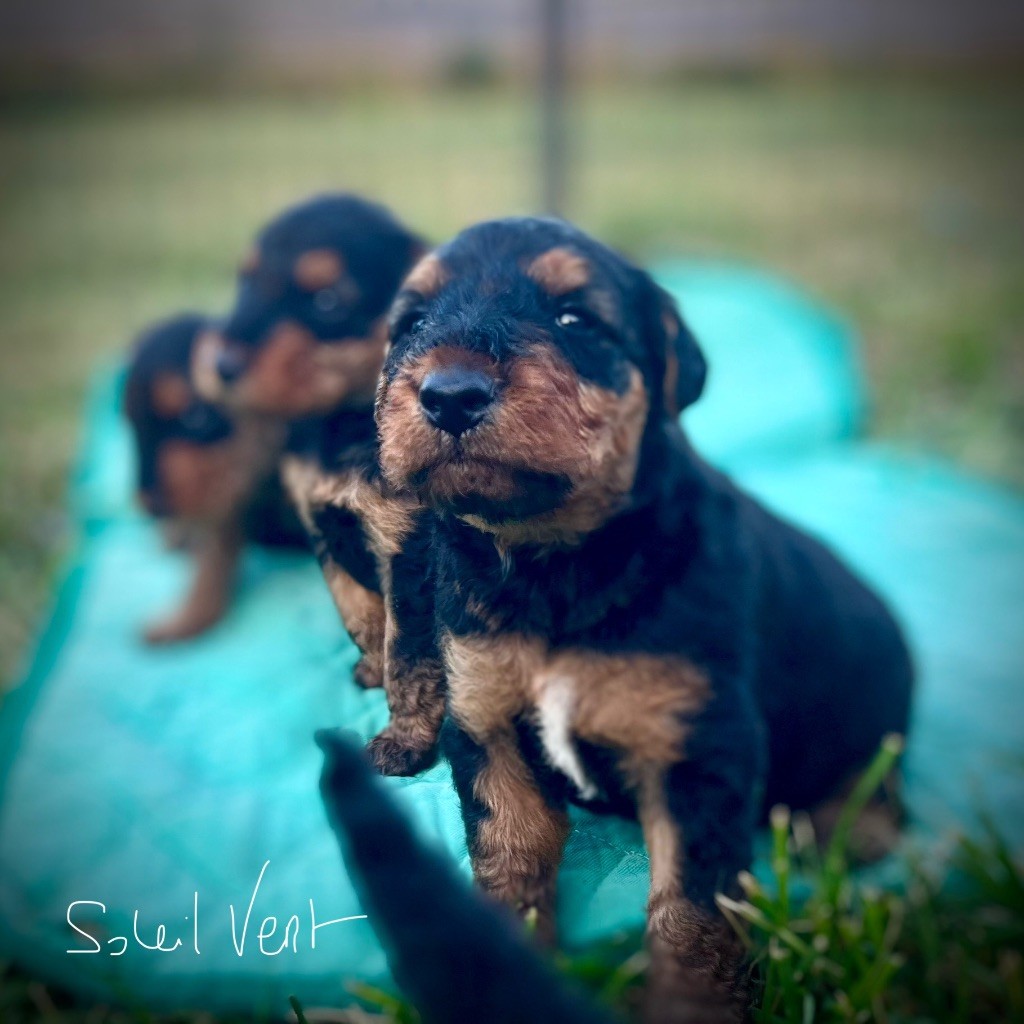 Du Soleil Vert - Chiots disponibles - Airedale Terrier