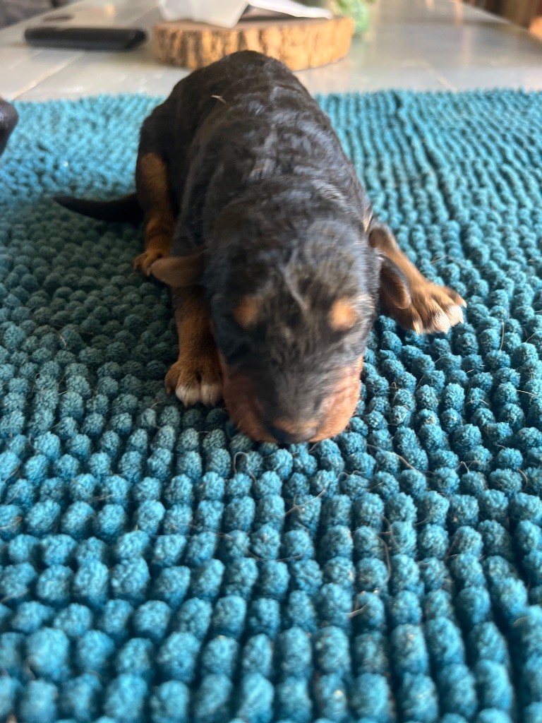 Du Soleil Vert - Chiots disponibles - Airedale Terrier