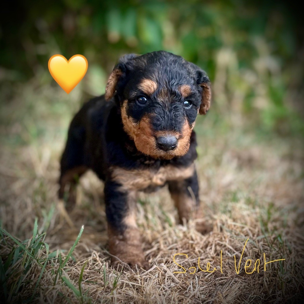 Du Soleil Vert - Chiots disponibles - Airedale Terrier