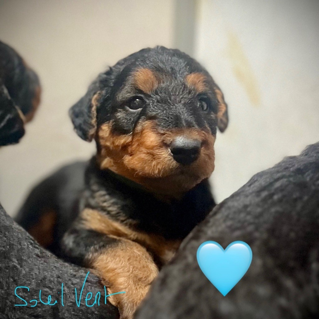 Du Soleil Vert - Chiots disponibles - Airedale Terrier